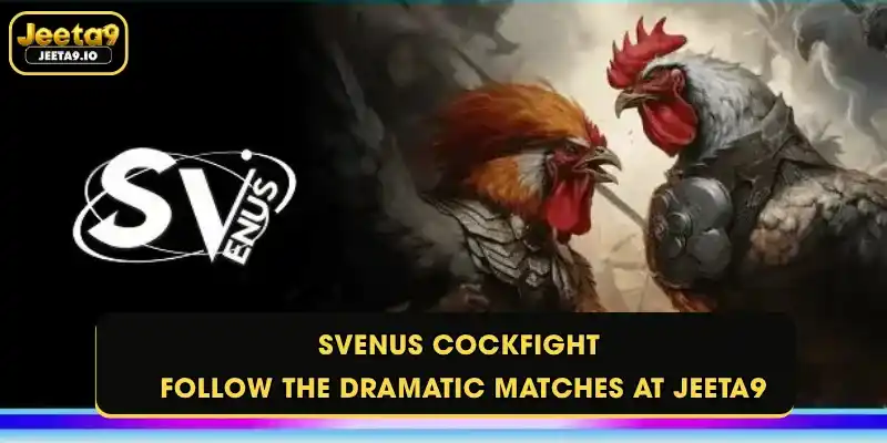 Svenus Cockfight - Follow The Dramatic Matches At Jeeta9